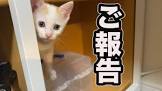 やまねこと猫