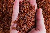 RED RICE