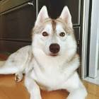 りりここたんねる。