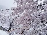 桜雪