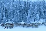 TAIGA