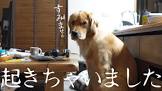こーる君たち