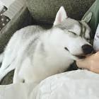 りりここたんねる。