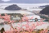 甲島桜