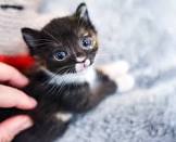 Tiny Kitten