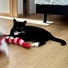 猫ですけどなにか？