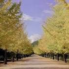 だーふく (Youtuber)