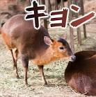 キョン