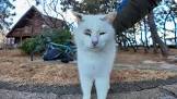 感動猫動画