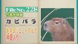 カピバラチャンネル