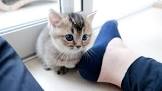 Tiny Kitten