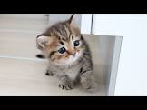 Tiny Kitten