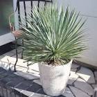 ユッカ (Yucca)