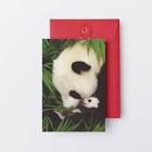 タキシードぱんだ