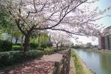 甲島桜