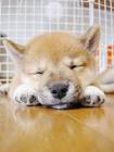 しばたろ