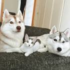 りりここたんねる。