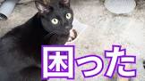 やまねこと猫