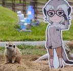 ミーアキャット (けものフレンズ)