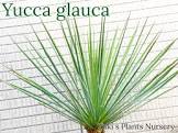 ユッカ (Yucca)