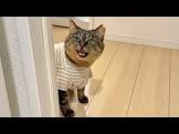 ねこミミらいふ