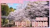 甲島桜