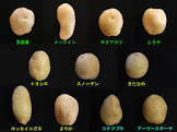 じゃがいも公爵