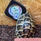 カメのかいちゃん