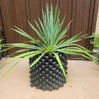 ユッカ (Yucca)