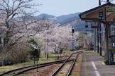 甲島桜