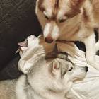 りりここたんねる。