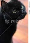 くろねこ