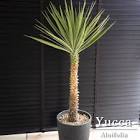 ユッカ (Yucca)