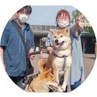 50代主婦ゆみ柴犬チャンネル