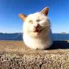 感動猫動画