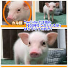 100日後に食われるブタ