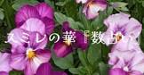 路花める