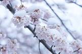 桜雪