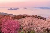甲島桜