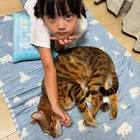 シスクとねこむす