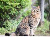 のらのねこ