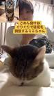 ねこミミらいふ