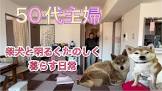 50代主婦ゆみ柴犬チャンネル