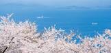 甲島桜