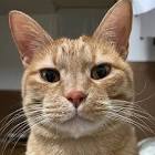 猫ですけどなにか？