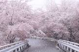 桜雪