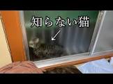 居候ニャンコと2人暮らし