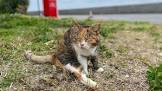 感動猫動画