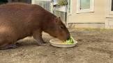 カピバラチャンネル