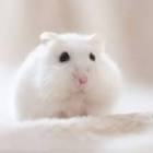 純白の天使ラフレシア